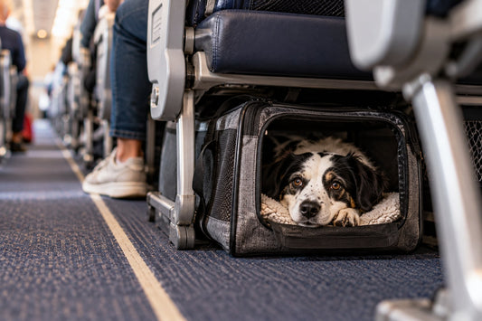 A small black-and-white dog resting in a soft carrier bag under an aircraft seat in the cabin