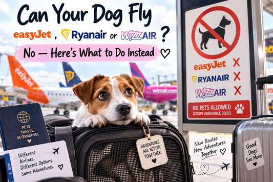 Jack Russell terrier in a travel carrier at the airport next to a no-pets sign for easyJet, Ryanair and Wizz Air