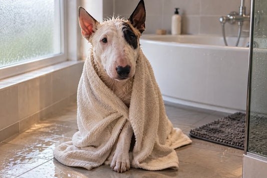 A damp bull terrier sitting wrapped in a cream bath towel on a tiled bathroom floor, looking patiently at the camera