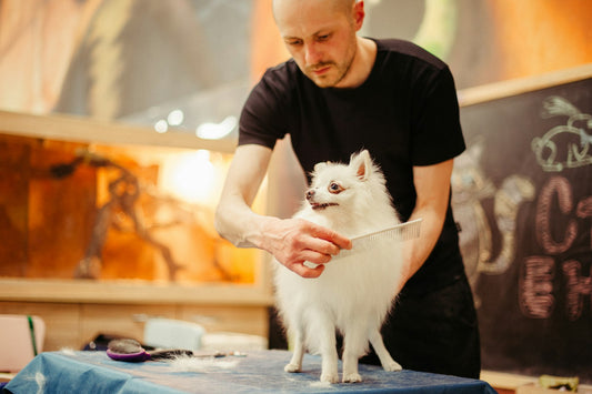 Person brushing and grooming a dog's coat