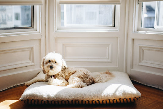 Dog resting peacefully in a cozy bed by a sunlit window