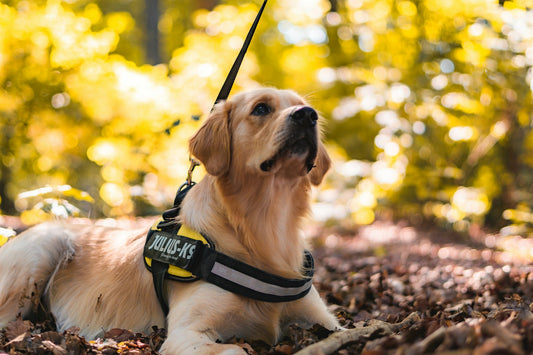 Golden retriever wearing an outdoor harness