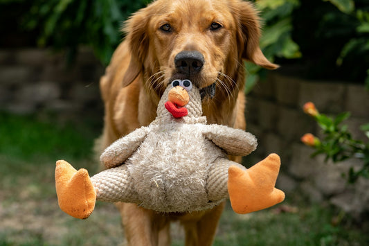 Dog happily holding a plush chew toy