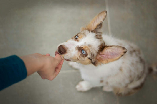 Small dog being handed a treat