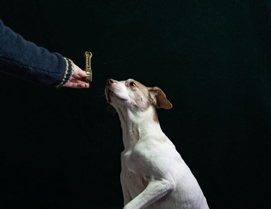 Treat-based dog training session