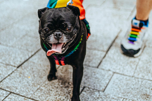 Dog wearing a colorful travel harness