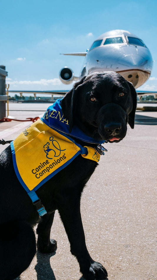 Black dog with a yellow bandana standing in front of an airplane