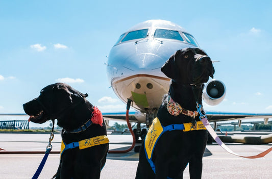 Two dogs sitting on the tarmac in front of an airplane