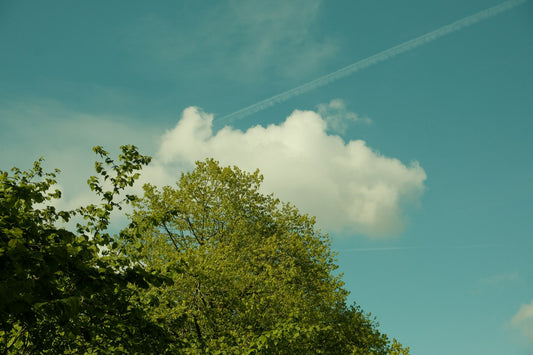 Airplane flying low over trees