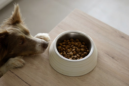 Dog eating clean, healthy kibble from a bowl