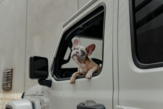 French bulldog looking out of a car window on a road trip