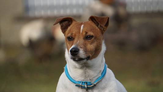 Jack Russell terrier wearing a blue collar outdoors