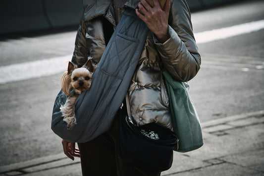 Small dog peeking out of a soft airline carrier bag